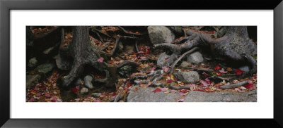 Dry Leaves On The Roots Of Trees, White Mountains, New Hampshire, Usa by Panoramic Images Pricing Limited Edition Print image