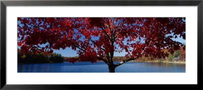 Walden Pond, Concord, Massachusetts, Usa by Panoramic Images Pricing Limited Edition Print image