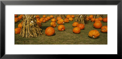 Corn Plants With Pumpkins In A Field, South Dakota, Usa by Panoramic Images Pricing Limited Edition Print image