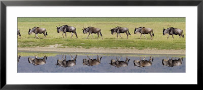 Herd Of Wildebeests Along A River, Ngorongoro Crater, Tanzania by Panoramic Images Pricing Limited Edition Print image