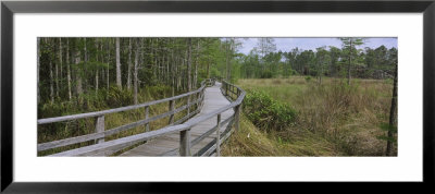 Boardwalk Passing Through A Forest, Corkscrew Swamp Sanctuary, Naples, Florida, Usa by Panoramic Images Pricing Limited Edition Print image