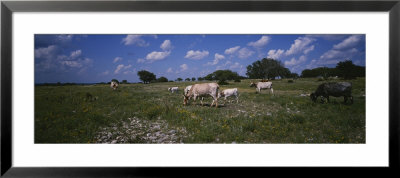 Cattle Grazing In The Field, Texas Longhorn Cattle, Y.O. Ranch, Texas, Usa by Panoramic Images Pricing Limited Edition Print image