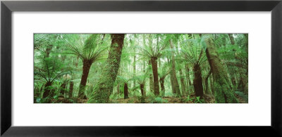 Trees In A Forest, Franklin Gordon Wild Rivers National Park, Tasmania, Australia by Panoramic Images Pricing Limited Edition Print image