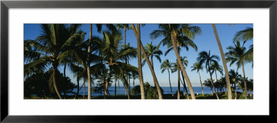 Palm Trees On The Beach, Hawaii, Usa by Panoramic Images Pricing Limited Edition Print image