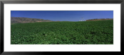 Potato Field Surrounded By Mountains, Burley, Idaho, Usa by Panoramic Images Pricing Limited Edition Print image
