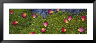 Rose Petals On Irish Moss, Boise, Idaho, Usa by Panoramic Images Pricing Limited Edition Print image