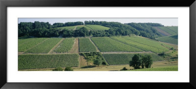 Vineyards, Chablis, Burgundy, France by Panoramic Images Pricing Limited Edition Print image