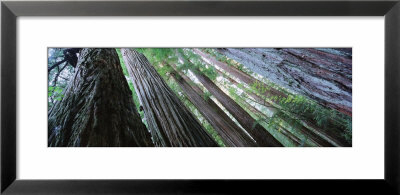 Trees In A Forest, Redwood National Park, California, Usa by Panoramic Images Pricing Limited Edition Print image