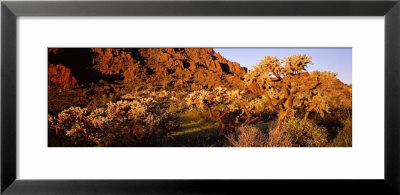 Trees And Rock Formation, Organ Pipe Cactus National Monument, Arizona, Usa by Panoramic Images Pricing Limited Edition Print image