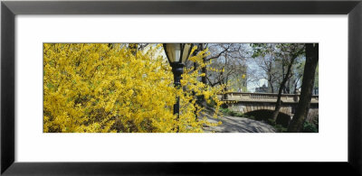 Trees In A Park, Central Park, Manhattan, New York, Usa by Panoramic Images Pricing Limited Edition Print image