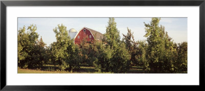 Apple Trees In An Orchard, Kent County, Michigan, Usa by Panoramic Images Pricing Limited Edition Print image