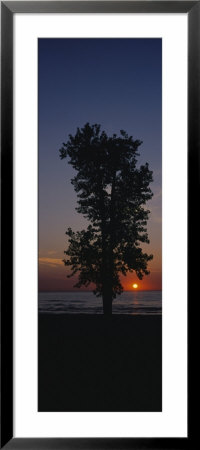 Silhouette Of A Cotton Wood Tree At Sunrise, Lake Erie, Michigan, Usa by Panoramic Images Pricing Limited Edition Print image