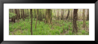 Trees In The Forest, Congaree National Park, South Carolina, Usa by Panoramic Images Pricing Limited Edition Print image