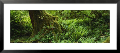 Ferns And Vines, Hoh Rainforest, Olympic National Forest, Washington State, Usa by Panoramic Images Pricing Limited Edition Print image