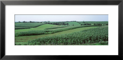Corn Growing In A Field, Grant County, Wisconsin, Usa by Panoramic Images Pricing Limited Edition Print image