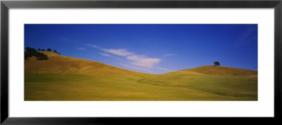 Trees On A Hill, Colusa County, California, Usa by Panoramic Images Pricing Limited Edition Print image