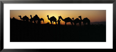 Silhouette Of Camels In A Desert, Pushkar Camel Fair, Pushkar, Rajasthan, India by Panoramic Images Pricing Limited Edition Print image
