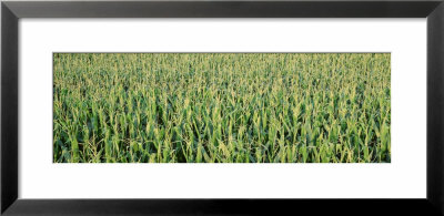 Corn Crop In A Field, Iowa, Usa by Panoramic Images Pricing Limited Edition Print image