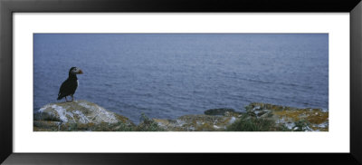 Atlantic Puffin Perching On A Rock, Maberly, Newfoundland And Labrador, Canada by Panoramic Images Pricing Limited Edition Print image