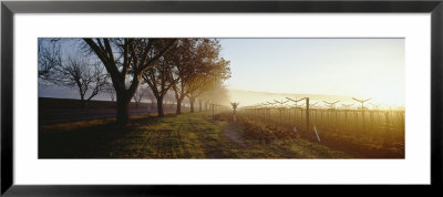 Trees In A Vineyard, Napa Valley, California, Usa by Panoramic Images Pricing Limited Edition Print image