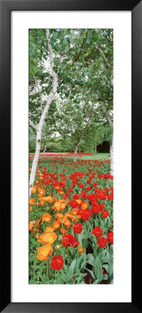 Spring Flowers, Lake Burley Griffin, Australia by Panoramic Images Pricing Limited Edition Print image
