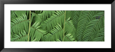 Ferns, Botanical Gardens Of Buffalo And Erie County, Buffalo, New York, Usa by Panoramic Images Pricing Limited Edition Print image