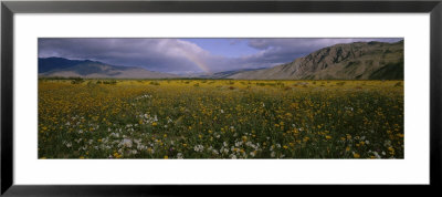 Wildflowers In A Landscape, Anza-Borrego Desert State Park, California, Usa by Panoramic Images Pricing Limited Edition Print image