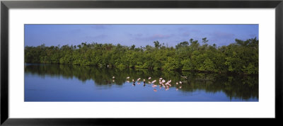 Flock Of Flamingos, J.N. Ding Darling National Wildlife Refuge, Sanibel Island, Florida, Usa by Panoramic Images Pricing Limited Edition Print image