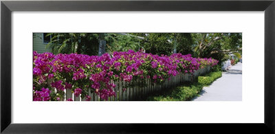 Azaleas On A Picket Fence Along A Sidewalk, Boca Grande, Gasparilla Island, Florida, Usa by Panoramic Images Pricing Limited Edition Print image