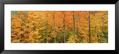 Trees In A Forest, Memorial State Forest, New York State, Usa by Panoramic Images Pricing Limited Edition Print image