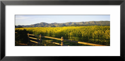 Crops In A Field, Napa Valley, California, Usa by Panoramic Images Pricing Limited Edition Print image