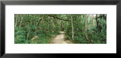 Trees On Both Sides Of A Path, Fort Caroline National Memorial, Jacksonville, Florida, Usa by Panoramic Images Pricing Limited Edition Print image