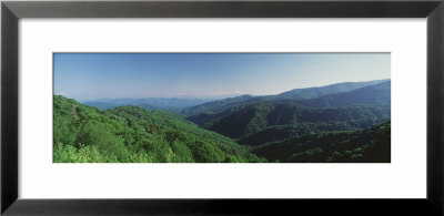 Fog Over A Forest, Great Smoky Mountain National Park, North Carolina, Usa by Panoramic Images Pricing Limited Edition Print image