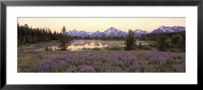 Wildflowers In The Uncultivated Landscape, Grand Teton National Park, Wyoming, Usa by Panoramic Images Pricing Limited Edition Print image