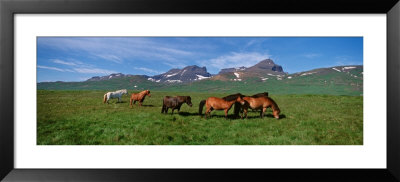 Horses Standing And Grazing In A Meadow, Borgarfjordur, Iceland by Panoramic Images Pricing Limited Edition Print image