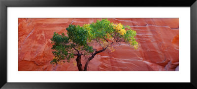A Cottonwood Tree In Front Of A Sandstone Wall, Escalante National Monument, Utah, Usa by Panoramic Images Pricing Limited Edition Print image