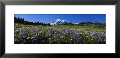 Wildflowers On A Landscape, Mt. Rainier National Park, Washington State, Usa by Panoramic Images Pricing Limited Edition Print image