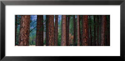Ponderosa Pines In Yosemite National Park, California, Usa by Panoramic Images Pricing Limited Edition Print image
