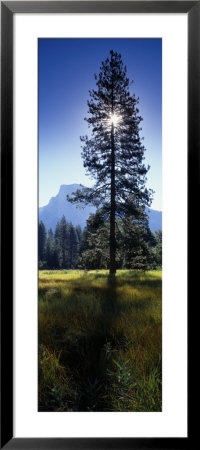 Sun Behind Pine Tree, Half Dome, Yosemite Valley, California, Usa by Panoramic Images Pricing Limited Edition Print image