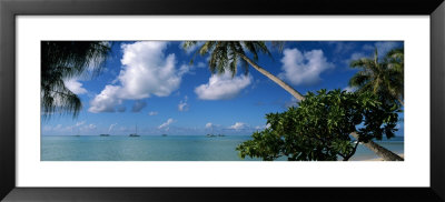 Palm Tree On The Beach, French Polynesia by Panoramic Images Pricing Limited Edition Print image