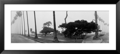 Palm Trees And Fog, San Diego, California by Panoramic Images Pricing Limited Edition Print image