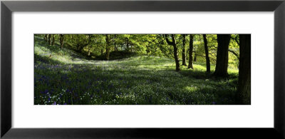 Newton Wood, Flowers In A Forest, England, United Kingdom by Panoramic Images Pricing Limited Edition Print image