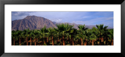 Date Palm Grove Near Borrego Springs, California, Usa by Panoramic Images Pricing Limited Edition Print image