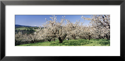 Cherry Orchard, Oregon, Usa by Panoramic Images Pricing Limited Edition Print image