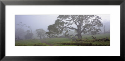 Koa Trees On A Landscape, Mauna Kea, Mana Road, Big Island, Hawaii, Usa by Panoramic Images Pricing Limited Edition Print image