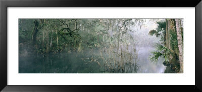 View Of Mist Over A Lake In The Wilderness, Blue Springs State Park, Florida, Usa by Panoramic Images Pricing Limited Edition Print image