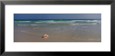 Shell On The Beach, Gulf Of Mexico, Alabama, Usa by Panoramic Images Pricing Limited Edition Print image