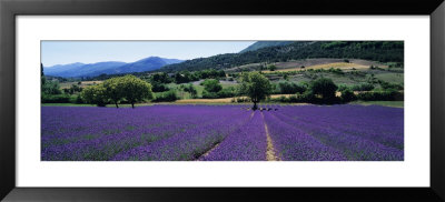Mountain Behind A Lavender Field, Provence, France by Panoramic Images Pricing Limited Edition Print image