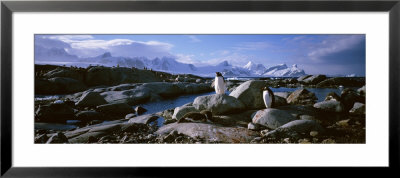 Penguins, Peterman Island, Antarctica by Panoramic Images Pricing Limited Edition Print image