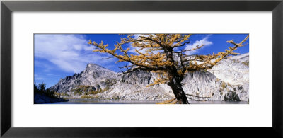 Larch Tree, Enchantment Lakes, Washington State, Usa by Panoramic Images Pricing Limited Edition Print image